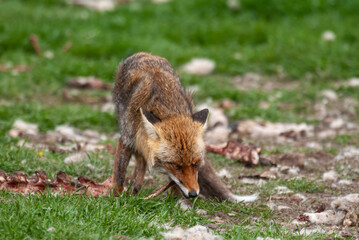 Renard roux, Vulpes vulpes