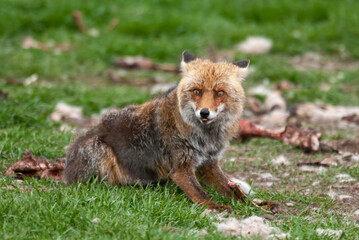 Renard roux, Vulpes vulpes