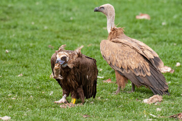 Vautour moine, .Aegypius monachus, Cinereous Vulture, Vautour fauve, gyps fulvus