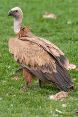 Vautour fauve,. Gyps fulvus, Griffon Vulture