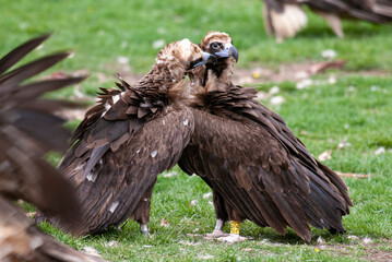 Vautour moine,. Aegypius monachus, Cinereous Vulture