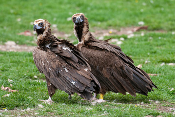 Vautour moine,. Aegypius monachus, Cinereous Vulture