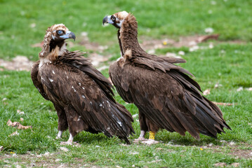 Vautour moine,. Aegypius monachus, Cinereous Vulture