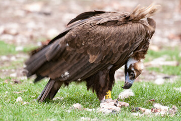 Vautour moine,. Aegypius monachus, Cinereous Vulture
