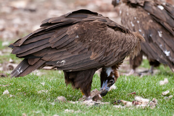 Vautour moine,. Aegypius monachus, Cinereous Vulture