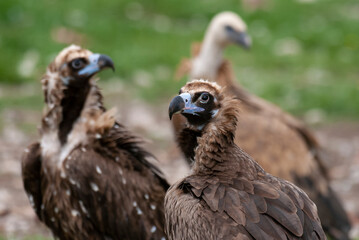 Vautour moine,. Aegypius monachus, Cinereous Vulture
