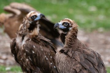 Vautour moine,. Aegypius monachus, Cinereous Vulture