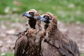 Vautour moine,. Aegypius monachus, Cinereous Vulture
