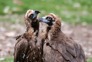 Vautour moine,. Aegypius monachus, Cinereous Vulture
