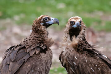 Vautour moine,. Aegypius monachus, Cinereous Vulture