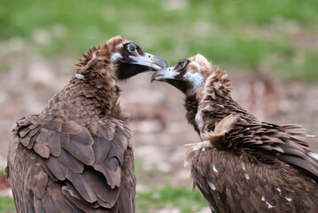 Vautour moine,. Aegypius monachus, Cinereous Vulture