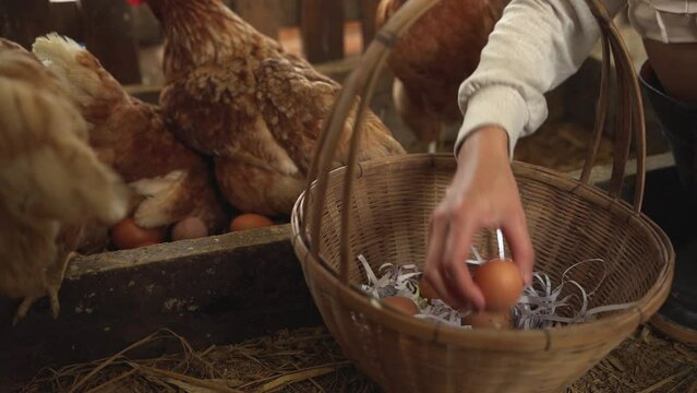 Asian farmers are collecting eggs in a basket. from your own chicken farm to sell or eat