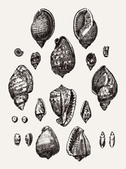 Group of different sea snail and nautilus shells in a row, after antique engraving from 18th century