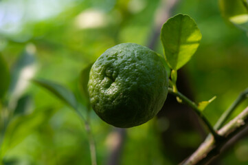 Citrus hystrix, called the kaffir lime, citrus fruit native to tropical Southeast Asia and southern China