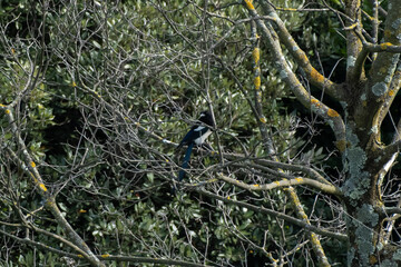 A beautiful black and white eurasian magpie (or Pica pica) behind branches of a tree in wild nature, looking at me. Colorful background. Sunny spring day in north Italy. Selective focus.