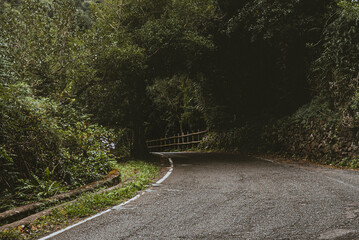 Canary Island Shots