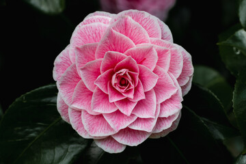 Camellia in the garden