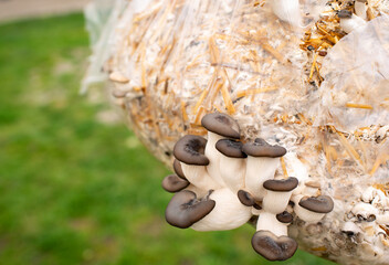 Oyster mushrooms on a background of green grass. The process of growing at home. Mushrooms grow in straw in bags