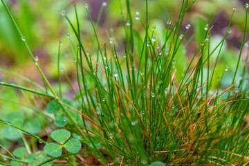 grass with morning dew and water drops