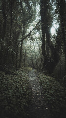 Fototapeta premium Canary Island Shots