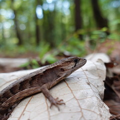 Abronia graminea