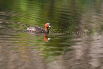 Little grebe Duck Gliding Calm Water Reflections