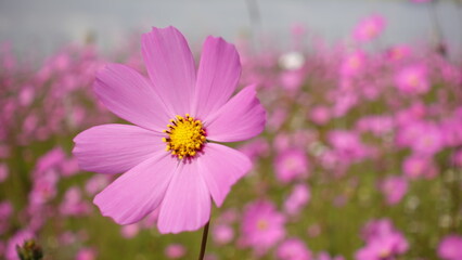 Fototapeta premium Flor rosa