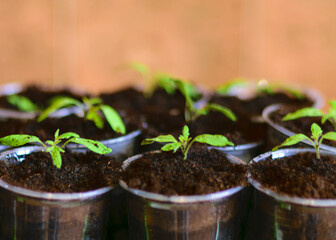 green spring seedlings in a pot, preparing for spring work