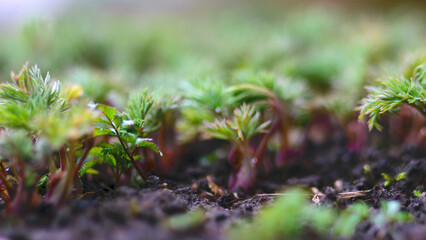 Photo with the first spring green sprouts