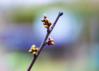Cherry tree branch, first buds, blurred background