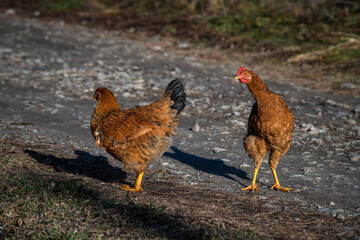 poultry, chickens and roosters in the countryside in early spring graze on the grass, agriculture, poultry farming