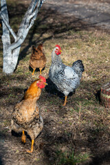 poultry, chickens and roosters in the countryside in early spring graze on the grass, agriculture, poultry farming