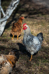 poultry, chickens and roosters in the countryside in early spring graze on the grass, agriculture, poultry farming