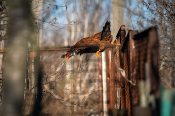 poultry, chickens and roosters in the countryside in early spring graze on the grass, agriculture, poultry farming