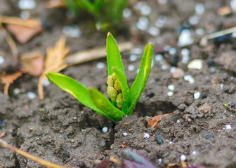 Photo with the first spring green sprouts