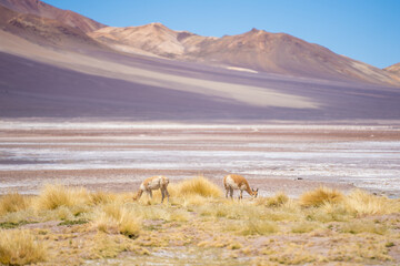 Two guanacos, heads down eating at the Atacama Desert, Chile