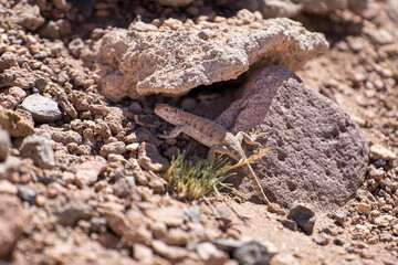 Iguana, a desert lizard, under a rock in Atacama Desert, Chile