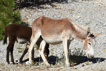 donkey in the mountains