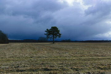 landscape with a lonely pine tree in the middle of the field, the sky before the storm