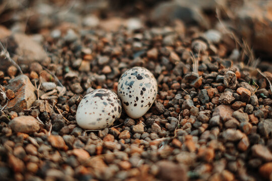 Closeup shot of Golden Plover nest with eggs on dry land in Wankaner, Gujarat, India. Macro view of Red wattled Lapwing bird eggs (Vanellus indicus).