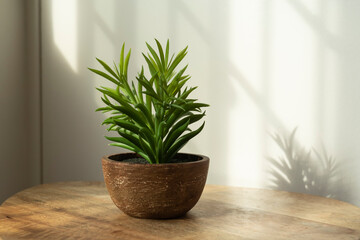Pot of plant on a wooden table in a house, with natural sunlight and window grills. Simple, calm and minimal display in the house