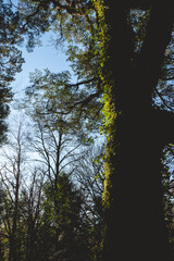 Beautiful old tree with moss, plant and vines under the blue sky and sunlight in the forest ('Jungla Valdiviana') in the afternoon, Valdivia, Chile