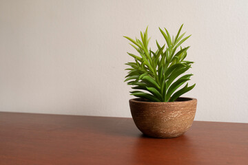 Pot of plant on a rectangular wooden table in a house. Simple, calm and minimal display in the house. Comfortable home. 