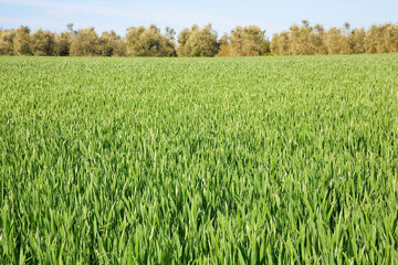 Green corn agricultural field in springtime still without the ear