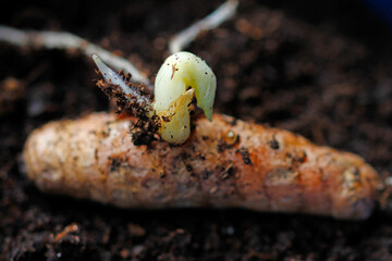 Curcuma root with germinating sprout 