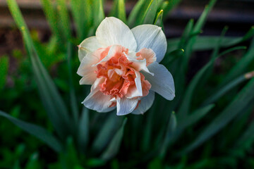 The narcissus flower blooms in the garden in spring