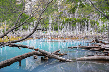 Fototapeta na wymiar Wild lake in the mountains with sticking out dry tree trunks