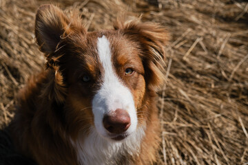 Aussie dog is red tricolor with shaggy funny ears, chocolate nose and white stripe on his head on clear sunny day outside. Portrait of beautiful Australian Shepherd puppy close-up. View from above.