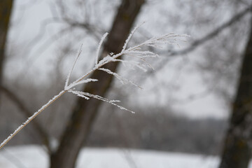 A blade of grass covered with ice crystals and frost. A blade of grass, covered with frost, in the winter steppe.
