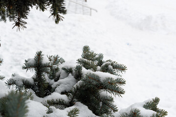 Branches of large coniferous trees, in a snow-covered forest in winter. Thick spruce branches covered with snow, with thick needles and beautiful cones.